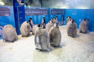刷新纪录：横琴长隆单月成功繁育11只帝企鹅宝宝